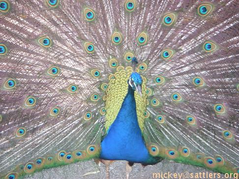 peacock, SF Zoo