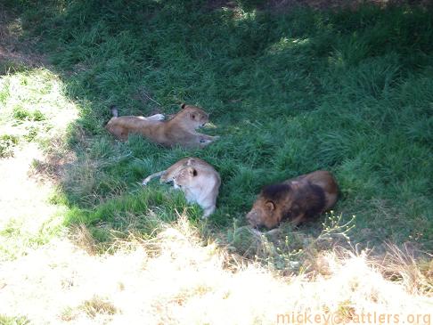 Oakland Zoo: lions